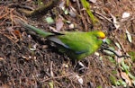 Yellow-crowned parakeet | Kākāriki. Adult on ground looking up. Maungatautari, January 2011. Image © Ray Buckmaster by Ray Buckmaster.