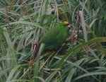 Yellow-crowned parakeet | Kākāriki. Adult (with some red-crowned parakeet introgression - note faint orange patch behind eye). Ewing Island, Auckland Islands, January 2018. Image © Colin Miskelly by Colin Miskelly.