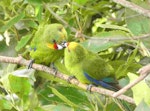 Yellow-crowned parakeet | Kākāriki. Adult male (left) feeding adult female. Mana Island, January 2022. Image © Dallas Bishop by Dallas Bishop.