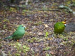 Yellow-crowned parakeet | Kākāriki. Mixed pair orange-fronted parakeet female (3-4 months old, left) with yellow-crowned parakeet male (right) feeding on forest floor. South Branch Hurunui, December 2015. Image © Corey Connor by Corey Connor.