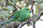 Orange-fronted parakeet | Kākāriki karaka. Adult male in captivity. Isaac Conservation and Wildlife Trust, Christchurch, January 2012. Image © John Kearvell by John Kearvell.