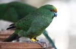 Orange-fronted parakeet | Kākāriki karaka. Adult at supplementary feed station. Hawdon Valley, Arthur's Pass, September 2017. Image © Ben Weatherley by Ben Weatherley.