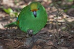 Orange-fronted parakeet | Kākāriki karaka. Captive adult front on at ground level. Canterbury, September 2013. Image © Glenda Rees by Glenda Rees.