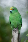 Orange-fronted parakeet | Kākāriki karaka. Front view of captive adult male showing crown. Isaacs Wildlife Trust, February 2012. Image © Sabine Bernert by Sabine Bernert.