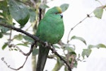 Orange-fronted parakeet | Kākāriki karaka. Adult female in captivity. Isaacs Wildlife Trust, Christchurch, January 2012. Image © John Kearvell by John Kearvell.