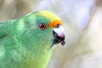 Orange-fronted parakeet | Kākāriki karaka. Captive adult male eating fruit. Isaacs Wildlife Trust, January 2011. Image © John Kearvell by John Kearvell.