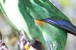 Orange-fronted parakeet | Kākāriki karaka. Captive adult male showing diagnostic orange flank patch. Isaacs Wildlife Trust, January 2010. Image © John Kearvell by John Kearvell.