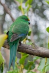 Orange-fronted parakeet | Kākāriki karaka. Captive adult male. Isaacs Wildlife Trust, February 2012. Image © Sabine Bernert by Sabine Bernert.