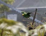 Orange-fronted parakeet | Kākāriki karaka. Male in flight. Isaacs Wildlife Trust, January 2012. Image © John Kearvell by John Kearvell.