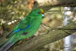 Orange-fronted parakeet | Kākāriki karaka. Captive adult side profile. Canterbury, September 2013. Image © Glenda Rees by Glenda Rees.