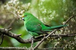 Orange-fronted parakeet | Kākāriki karaka. Captive-bred juvenile female showing flesh-coloured legs. Isaacs Wildlife Trust, February 2012. Image © Sabine Bernert by Sabine Bernert.