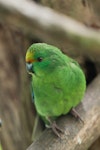 Orange-fronted parakeet | Kākāriki karaka. Captive juvenile female less than 1 month old. Isaacs Wildlife Trust, February 2012. Image © Sabine Bernert by Sabine Bernert.