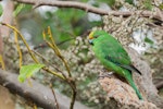 Orange-fronted parakeet | Kākāriki karaka. Captive adult female. Isaacs Wildlife Trust, February 2012. Image © Sabine Bernert by Sabine Bernert.