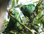 Orange-fronted parakeet | Kākāriki karaka. Adult male (left) and female in captivity. Isaacs Wildlife Trust, Christchurch, January 2012. Image © John Kearvell by John Kearvell.