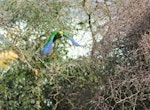 Orange-fronted parakeet | Kākāriki karaka. Front view of captive adult male in flight. Isaacs Wildlife Trust, January 2012. Image © John Kearvell by John Kearvell.