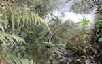 Orange-fronted parakeet | Kākāriki karaka. Adult female in flight. Isaacs Wildlife Trust, Christchurch, July 2013. Image © John Kearvell by John Kearvell.