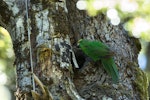 Orange-fronted parakeet | Kākāriki karaka. Adult male at nest entrance. Hawdon Valley, Arthur's Pass, January 2013. Image © Sabine Bernert by Sabine Bernert.