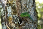 Orange-fronted parakeet | Kākāriki karaka. Adult female at nest entrance. Arthur's Pass, January 2013. Image © Sabine Bernert by Sabine Bernert.