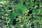 Orange-fronted parakeet | Kākāriki karaka. Juvenile feeding. Nelson, January 1983. Image © Department of Conservation (image ref: 10028825) by Dave Crouchley, Department of Conservation.