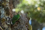 Orange-fronted parakeet | Kākāriki karaka. Adult male clinging to tree at nest entrance. Hawdon Valley, Arthur's Pass, January 2013. Image © Sabine Bernert by Sabine Bernert.