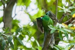 Orange-fronted parakeet | Kākāriki karaka. Release of captive-bred male juvenile. Blumine Island, February 2012. Image © Sabine Bernert by Sabine Bernert.