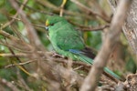 Orange-fronted parakeet | Kākāriki karaka. Captive juvenile female perched showing pale legs. Isaacs Wildlife Trust, February 2012. Image © Sabine Bernert by Sabine Bernert.