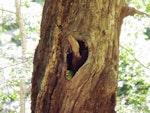 Orange-fronted parakeet | Kākāriki karaka. Female leaving nest hole in dead tree. Hawdon Valley, January 2010. Image © John Kearvell by John Kearvell.