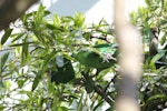 Orange-fronted parakeet | Kākāriki karaka. Captive birds courtship feeding (male on right). Isaacs Wildlife Trust, January 2011. Image © John Kearvell by John Kearvell.