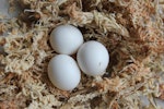 Orange-fronted parakeet | Kākāriki karaka. Clutch of 3 eggs (abandoned). Isaacs Wildlife Trust, April 2012. Image © John Kearvell by John Kearvell.