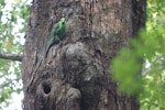 Orange-fronted parakeet | Kākāriki karaka. Male at typical knot hole nest in red beech. Hawdon Valley, March 2013. Image © John Kearvell by John Kearvell.