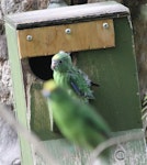 Orange-fronted parakeet | Kākāriki karaka. Captive fledgling, showing absence of frontal colour. Isaacs Wildlife Trust, May 2013. Image © John Kearvell by John Kearvell.