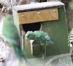 Orange-fronted parakeet | Kākāriki karaka. Captive fledgling, showing absence of frontal colour. Isaacs Wildlife Trust, May 2013. Image © John Kearvell by John Kearvell.