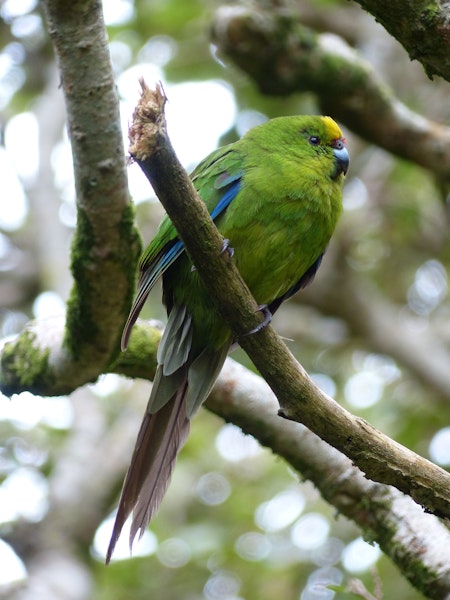 Forbes' parakeet. Adult bird with tail moult. Mangere Island, March 2011. Image © Nikki McArthur by Nikki McArthur.