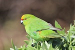 Forbes' parakeet. Adult. Mangere Island, Chatham Islands, November 2022. Image © Steve Pilkington by Steve Pilkington.