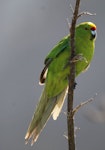 Forbes' parakeet. Adult. Mangere Island, Chatham Islands, November 2022. Image © Steve Pilkington by Steve Pilkington.