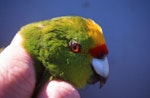 Forbes' parakeet. Close view of adult male in the hand. Mangere Island, December 2000. Image © Terry Greene by Terry Greene.