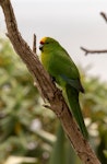 Forbes' parakeet. Adult. Mangere Island, Chatham Islands, October 2020. Image © James Russell by James Russell.