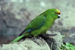 Forbes' parakeet. Adult showing wing feather detail. Mangere Island, Chatham Islands, October 1981. Image © Department of Conservation (image ref: 10033821) by Dave Crouchley, Department of Conservation.