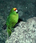 Forbes' parakeet. Adult female. Mangere Island, Chatham Islands, November 1982. Image © Department of Conservation (image ref: 10033457) by Dave Crouchley, Department of Conservation.