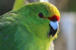 Forbes' parakeet. Adult. Mangere Island, Chatham Islands, December 2022. Image © Steve Pilkington by Steve Pilkington.