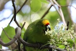 Forbes' parakeet. Adult feeding on Muehlenbeckia flowers. Mangere Island, Chatham Islands, November 2022. Image © Steve Pilkington by Steve Pilkington.