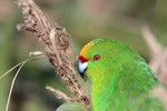 Forbes' parakeet. Adult. Mangere Island, Chatham Islands, November 2022. Image © Steve Pilkington by Steve Pilkington.