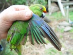 Forbes' parakeet. Adult upper wing in moult. Mangere Island, February 2009. Image © Graeme Taylor by Graeme Taylor.