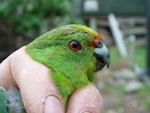 Forbes' parakeet. Close up of adult head in the hand. Mangere Island, February 2009. Image © Graeme Taylor by Graeme Taylor.