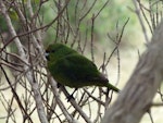 Forbes' parakeet. Juvenile. Mangere Island, Chatham Islands, May 2015. Image © Robyn Smith by Robyn Smith.