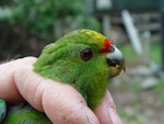 Forbes' parakeet. Close up of juvenile head in the hand. Mangere Island, February 2009. Image © Graeme Taylor by Graeme Taylor.