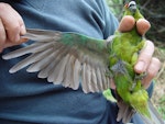 Forbes' parakeet. Adult showing underwing in the hand. Mangere Island, February 2009. Image © Graeme Taylor by Graeme Taylor.