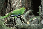 Forbes' parakeet. Adult near nest entrance. Mangere Island, Chatham Islands. Image © Department of Conservation (image ref: 10033991) by Dick Veitch, Department of Conservation.