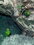 Forbes' parakeet. Adult male (left) calling female off nest (right). Mangere Island, Chatham Islands, November 1982. Image © Department of Conservation (image ref: 10033458) by Dave Crouchley, Department of Conservation.