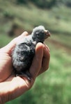 Forbes' parakeet. Chick in the hand. Mangere Island, Chatham Islands, January 1988. Image © Alan Tennyson by Alan Tennyson.